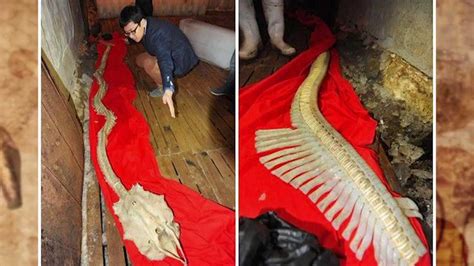 real dragon skeleton found.